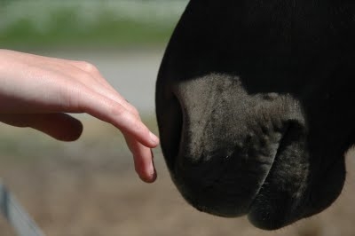 Como entender os sinais e o comportamento dos cavalos - Sanol Dog